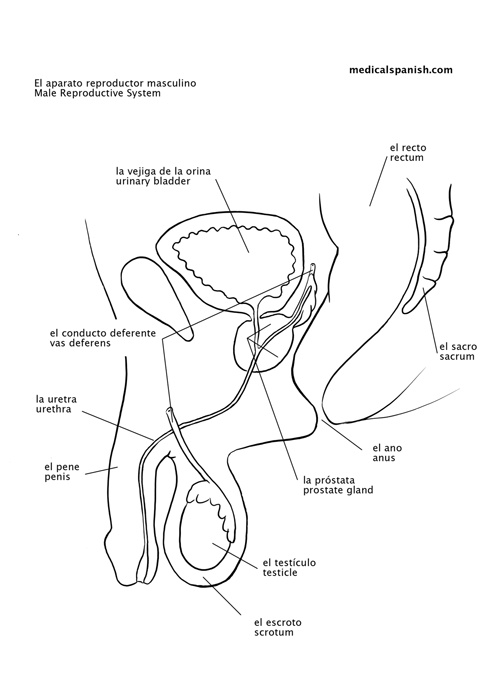 male reproductive system diagram